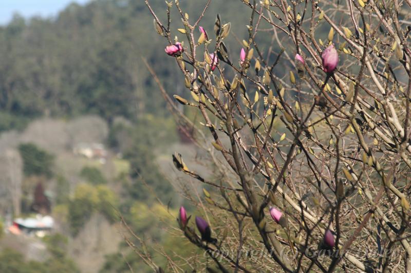 Magnolia, Pirianda Gardens IMG_6980.JPG